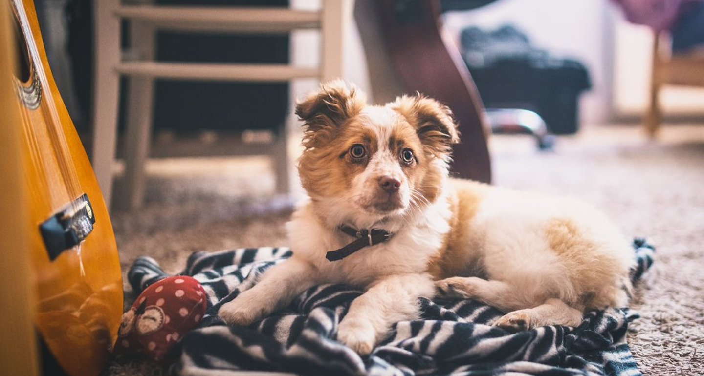 Pet Insurance Hero