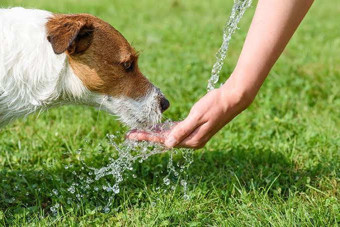 Keeping Your Pet Cool and Happy: 5 Summer Care Tips for Your pet in UAE!