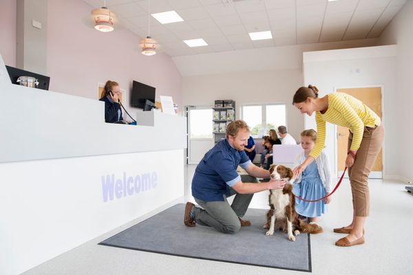 4 Reasons Why Having Pet Insurance Can Be Beneficial For Pet Parents