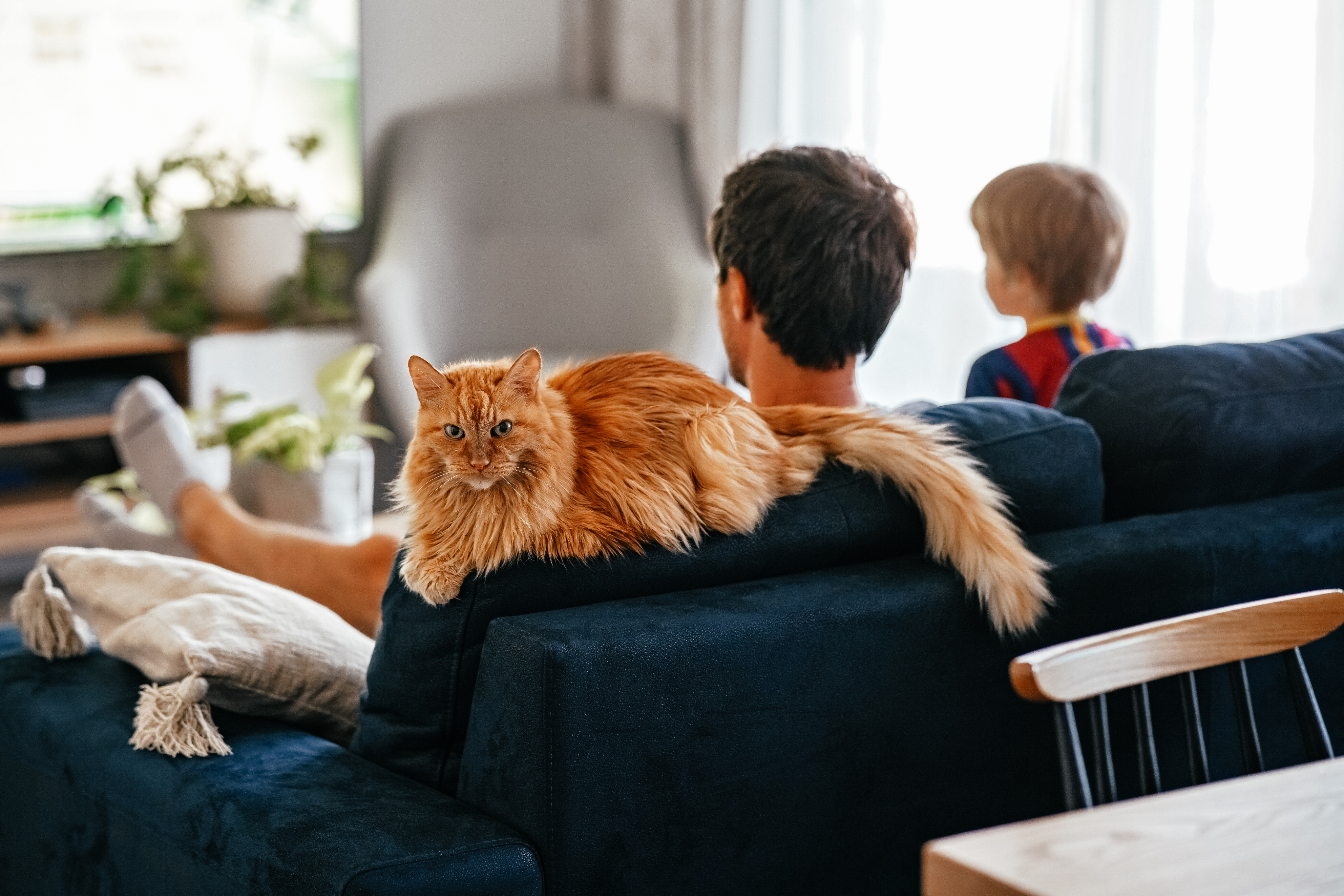 Cat Insurance Hero
