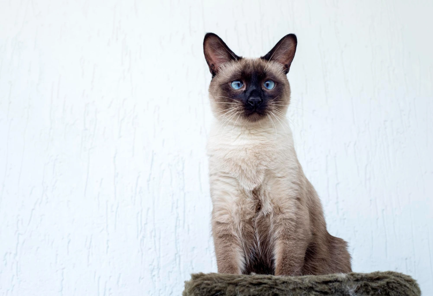 Cat Insurance Worth It