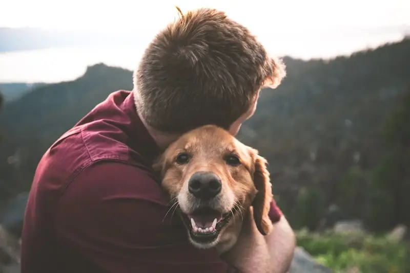 Pet Insurance Comparison